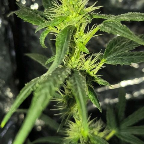 Colombia Dreams Haze  growlog photo: 4 semana de flora as folhas dos buds já estão se enrolando, buds ainda crescendo mas já engordando aos poucos.