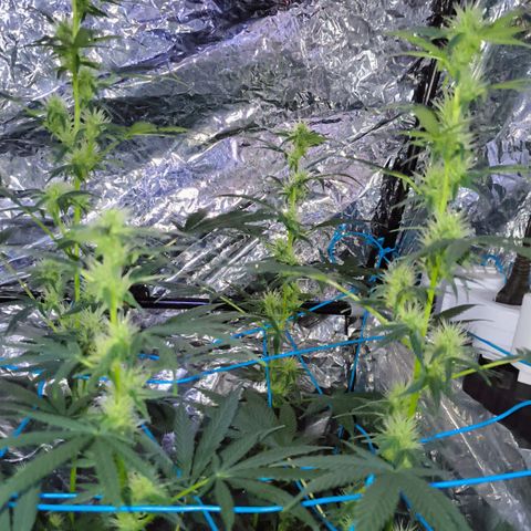 Colombia Dreams Haze  growlog photo: 4 semana de flora as folhas dos buds já estão se enrolando, buds ainda crescendo mas já engordando aos poucos.