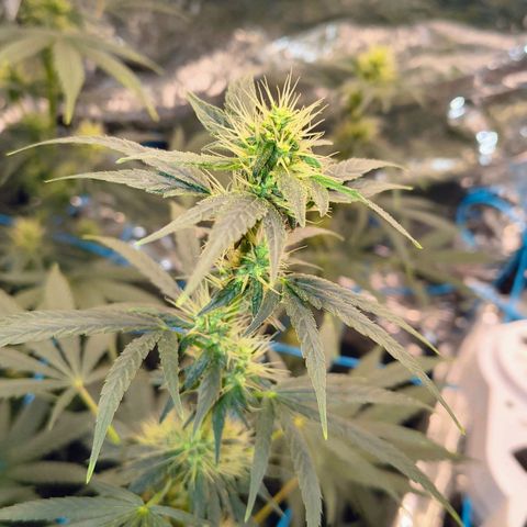 Colombia Dreams Haze  growlog timeline photo