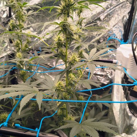 Colombia Dreams Haze  growlog timeline photo