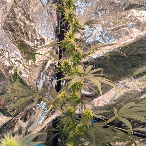Colombia Dreams Haze  growlog timeline photo
