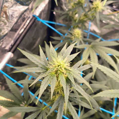 Colombia Dreams Haze  growlog timeline photo