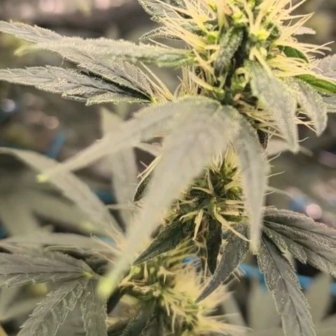Colombia Dreams Haze  growlog timeline photo