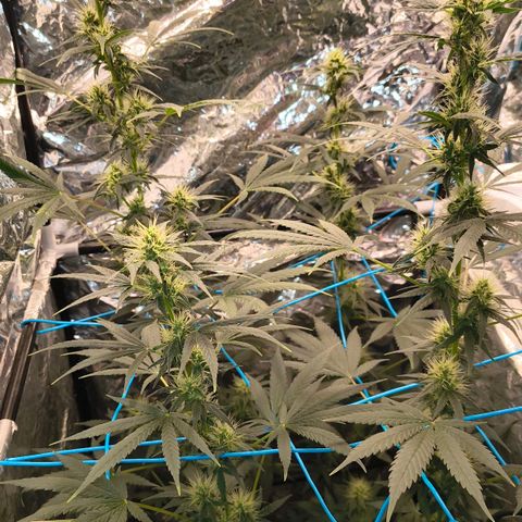 Colombia Dreams Haze  growlog timeline photo