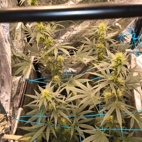 Colombia Dreams Haze  growlog timeline photo