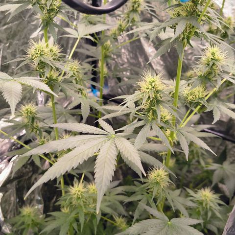 Colombia Dreams Haze  growlog timeline photo