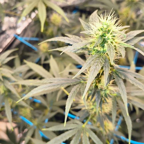 Colombia Dreams Haze  growlog timeline photo