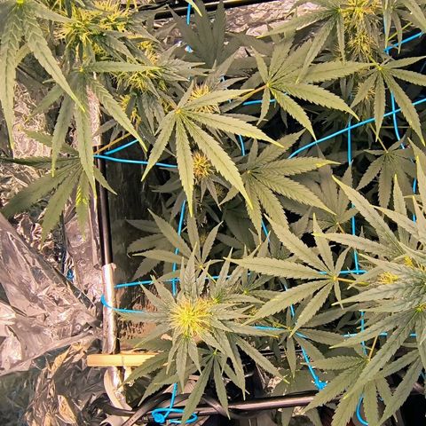 Colombia Dreams Haze  growlog timeline photo