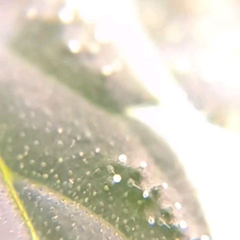 Colombia Dreams Haze  growlog timeline photo