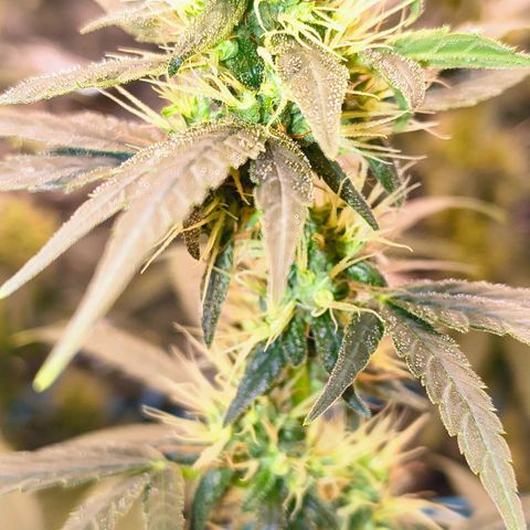Colombia Dreams Haze  growlog timeline photo
