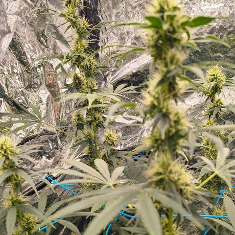 Colombia Dreams Haze  growlog timeline photo