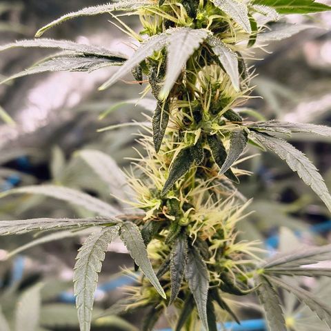 Colombia Dreams Haze  growlog timeline photo