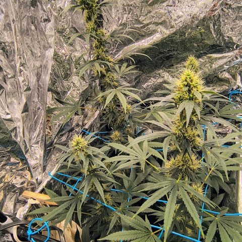 Colombia Dreams Haze  growlog timeline photo