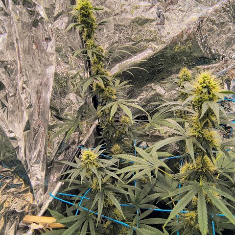 Colombia Dreams Haze  growlog timeline photo