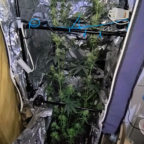 Colombia Dreams Haze  growlog timeline photo