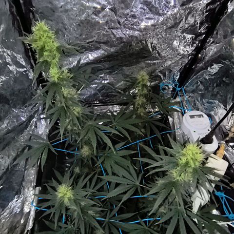 Colombia Dreams Haze  growlog timeline photo