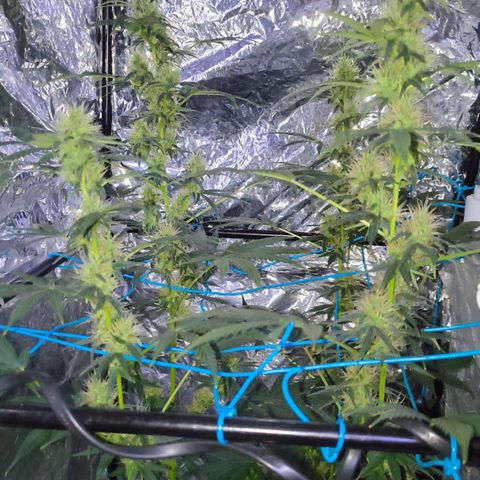 Colombia Dreams Haze  growlog timeline photo