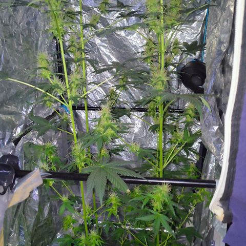 Colombia Dreams Haze  growlog timeline photo