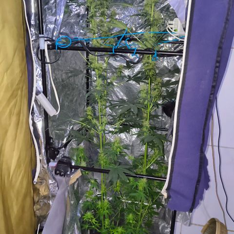 Colombia Dreams Haze  growlog timeline photo