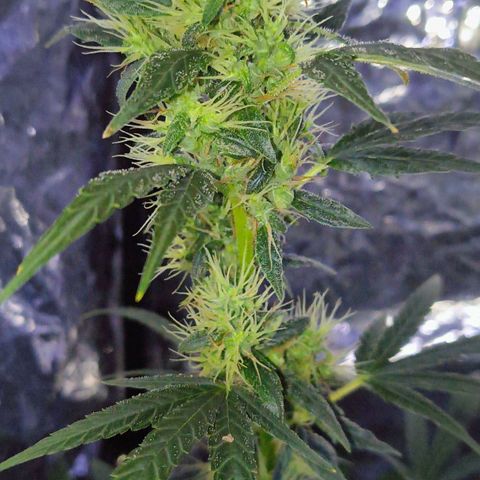 Colombia Dreams Haze  growlog timeline photo