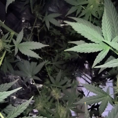 Colombia Dreams Haze  growlog timeline photo