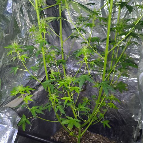 Colombia Dreams Haze  growlog timeline photo