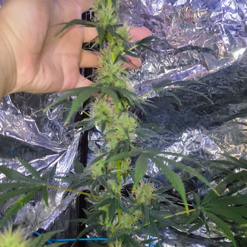Colombia Dreams Haze  growlog timeline photo