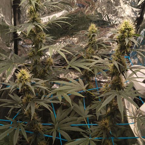 Colombia Dreams Haze  growlog timeline photo