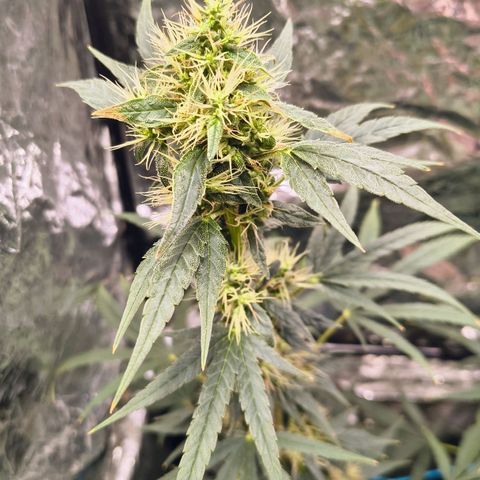 Colombia Dreams Haze  growlog timeline photo