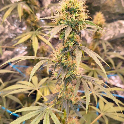 Colombia Dreams Haze  growlog timeline photo