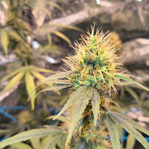 Colombia Dreams Haze  growlog timeline photo