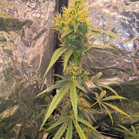 Colombia Dreams Haze  growlog timeline photo