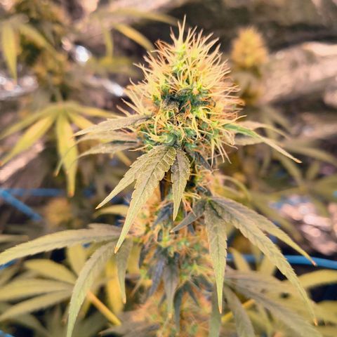 Colombia Dreams Haze  growlog timeline photo