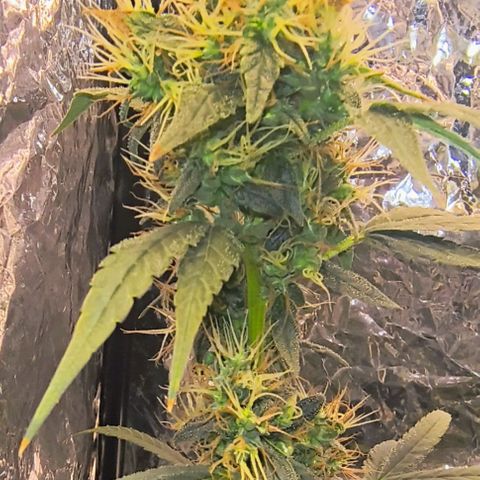 Colombia Dreams Haze  growlog timeline photo