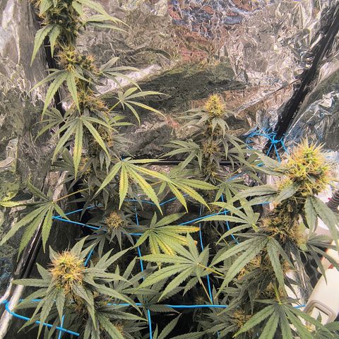Colombia Dreams Haze  growlog timeline photo