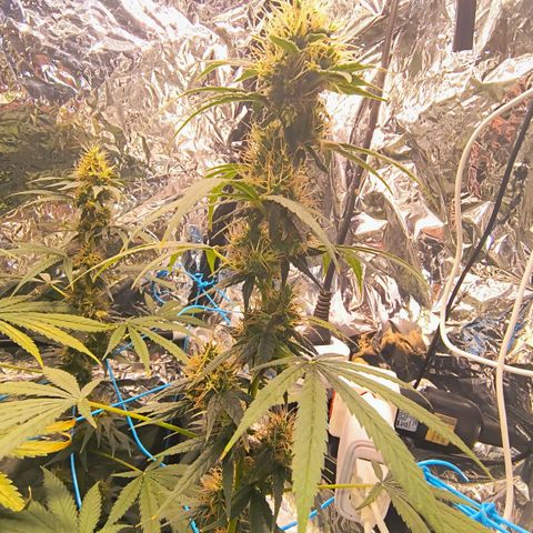 Colombia Dreams Haze  growlog timeline photo