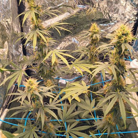 Colombia Dreams Haze  growlog timeline photo