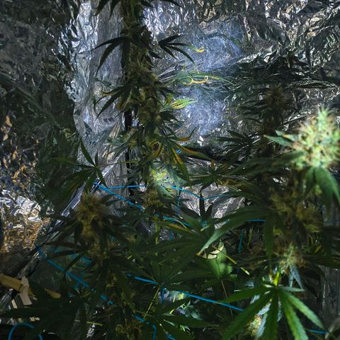 Colombia Dreams Haze  growlog timeline photo