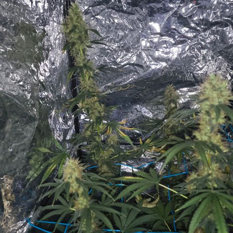 Colombia Dreams Haze  growlog timeline photo