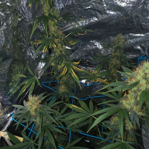 Colombia Dreams Haze  growlog timeline photo