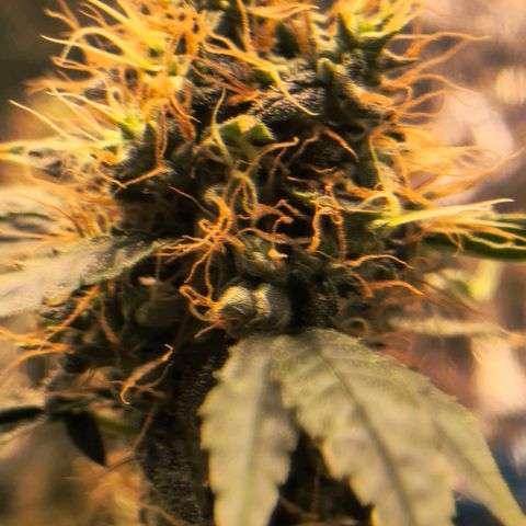 Colombia Dreams Haze  growlog timeline photo