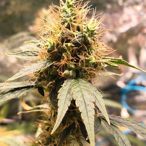 Colombia Dreams Haze  growlog timeline photo