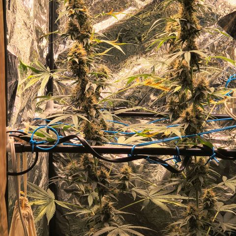 Colombia Dreams Haze  growlog timeline photo