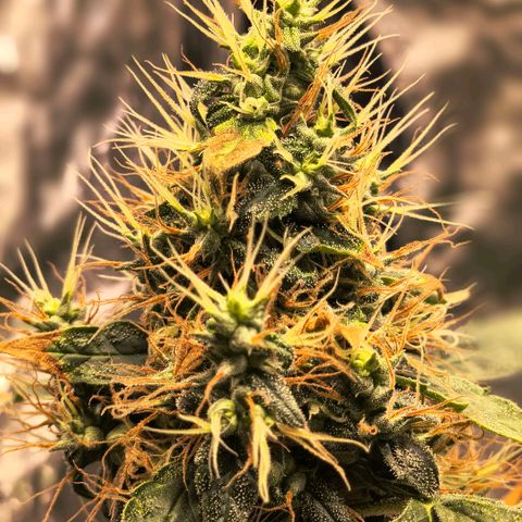 Colombia Dreams Haze  growlog timeline photo