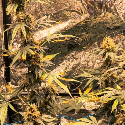 Colombia Dreams Haze  growlog timeline photo