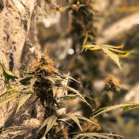 Colombia Dreams Haze  growlog timeline photo