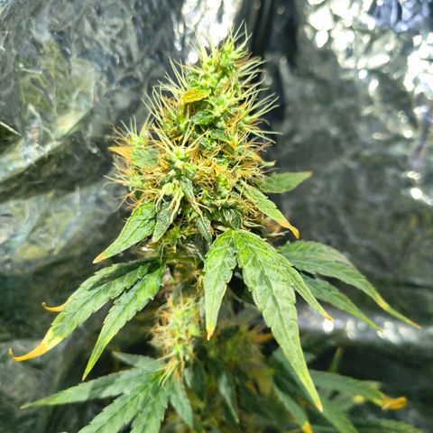 Colombia Dreams Haze  growlog timeline photo