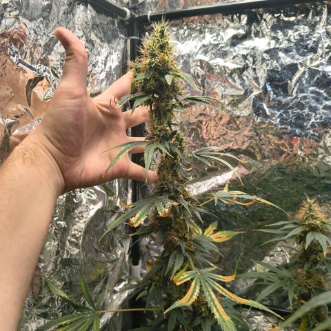 Colombia Dreams Haze  growlog timeline photo
