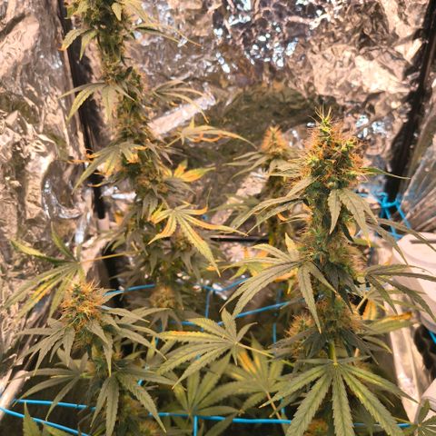 Colombia Dreams Haze  growlog timeline photo