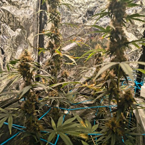 Colombia Dreams Haze  growlog timeline photo
